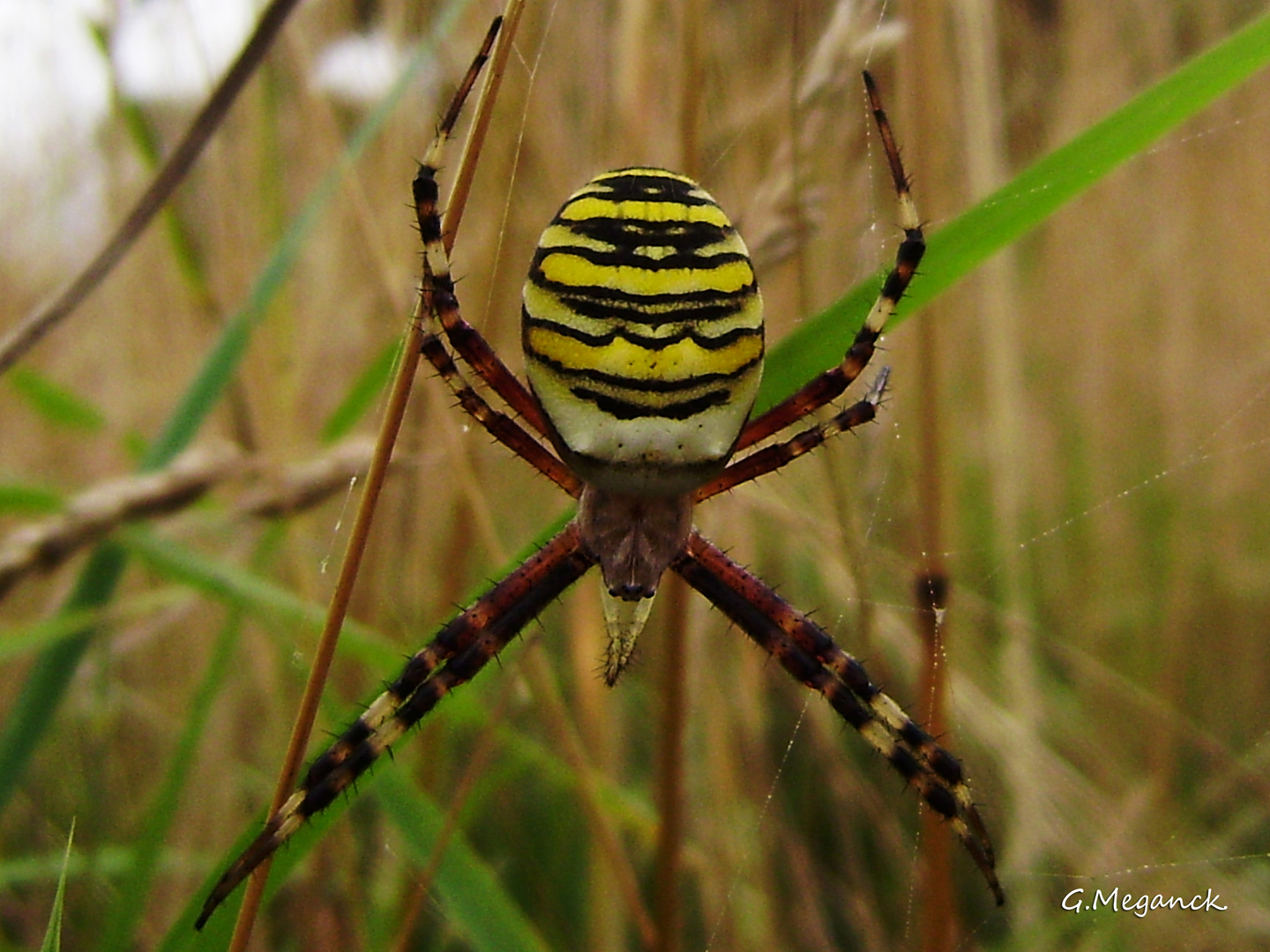 Argiope frelon