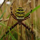 Argiope frelon