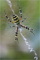 Argiope frelon (Argiope bruennichi)