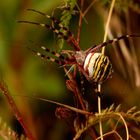 Argiope frelon 