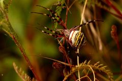 Argiope frelon 