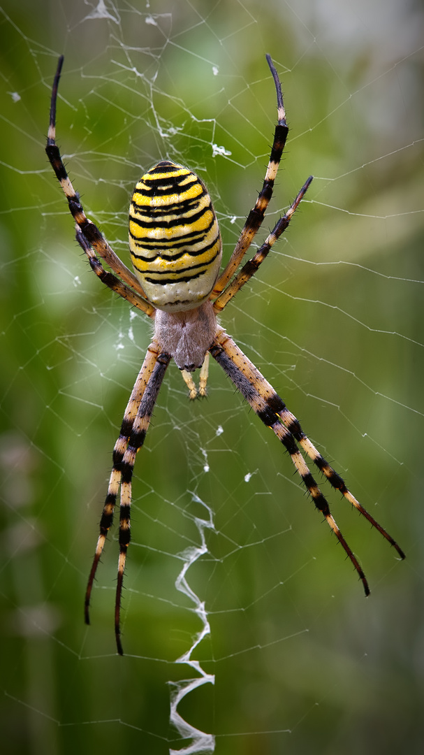 Argiope frelon