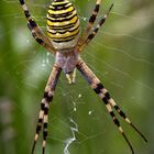 Argiope frelon