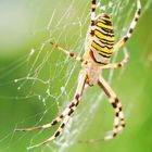 argiope frelon