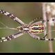 Argiope - lato B