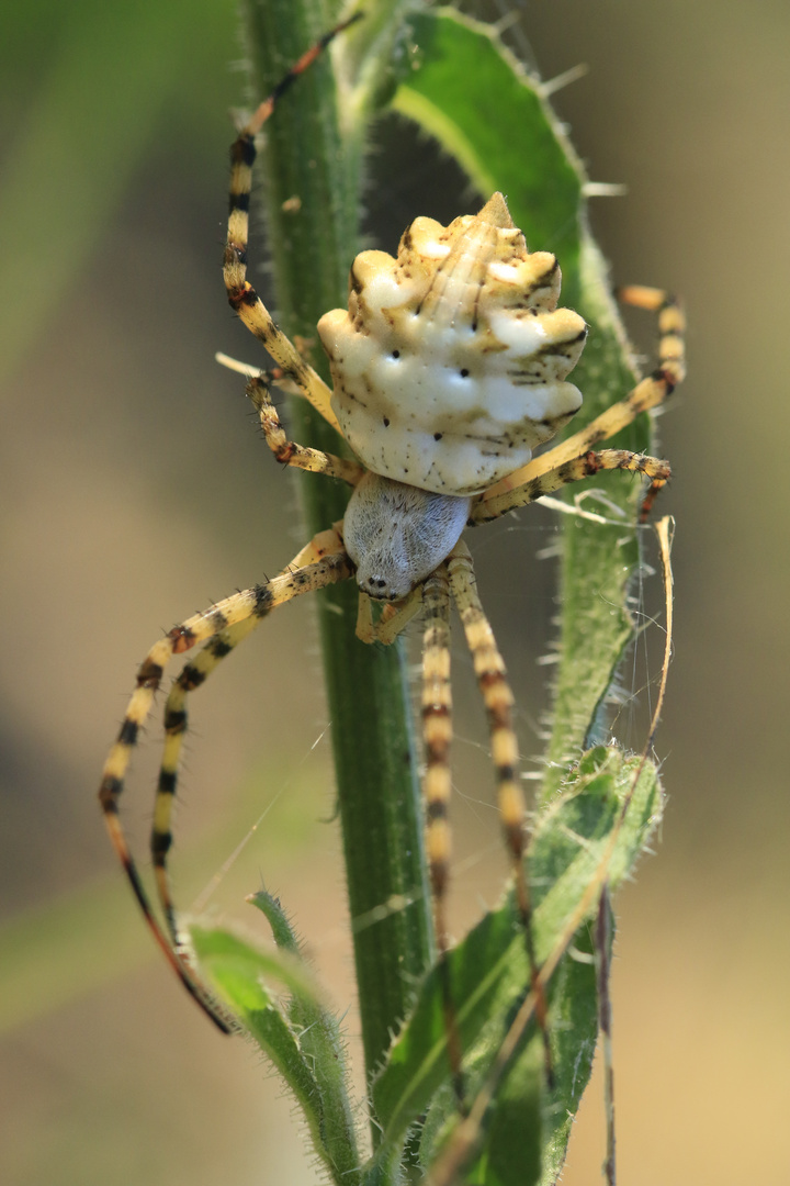 Argiope Lobata