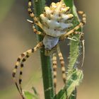 Argiope Lobata