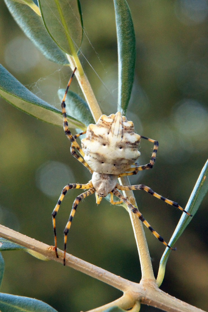 Argiope lobata 