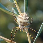 Argiope lobata 