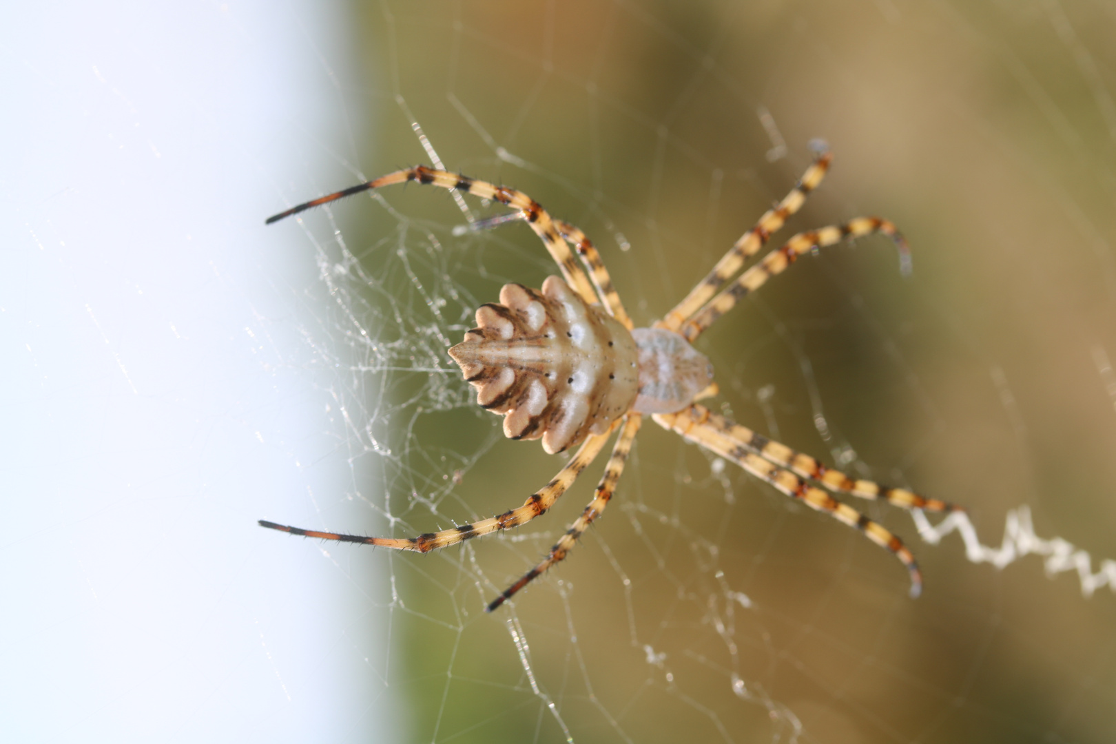 Argiope lobata