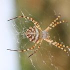 Argiope lobata