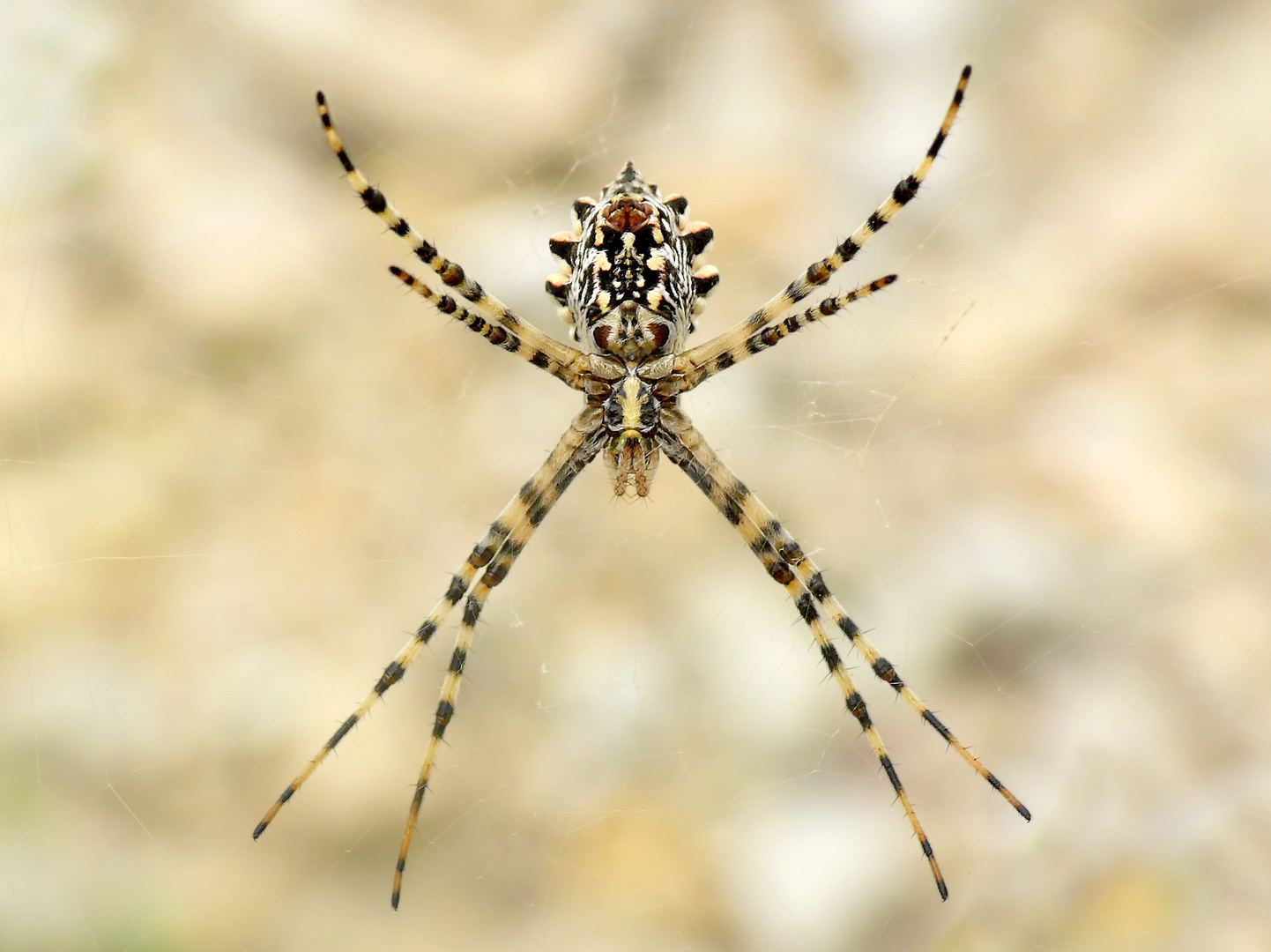 Argiope lobata