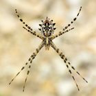 Argiope lobata