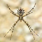 Argiope lobata