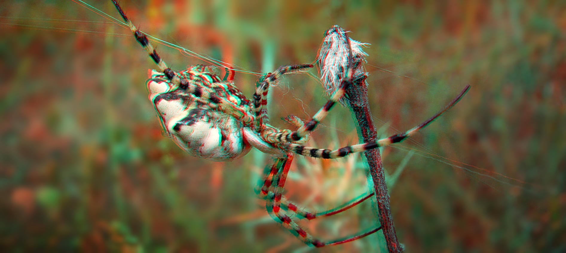 Argiope-lobata