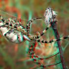 Argiope-lobata