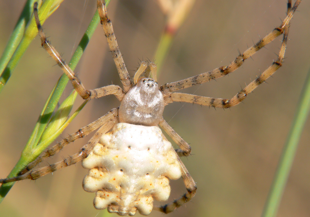 Argiope lobata