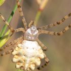 Argiope lobata