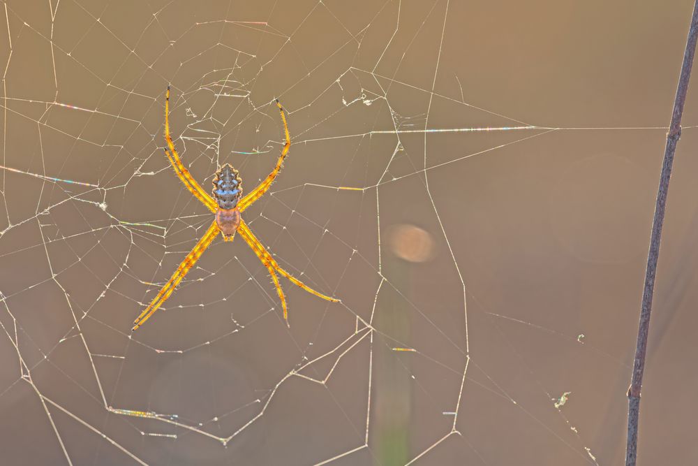 Argiope lobata HDR