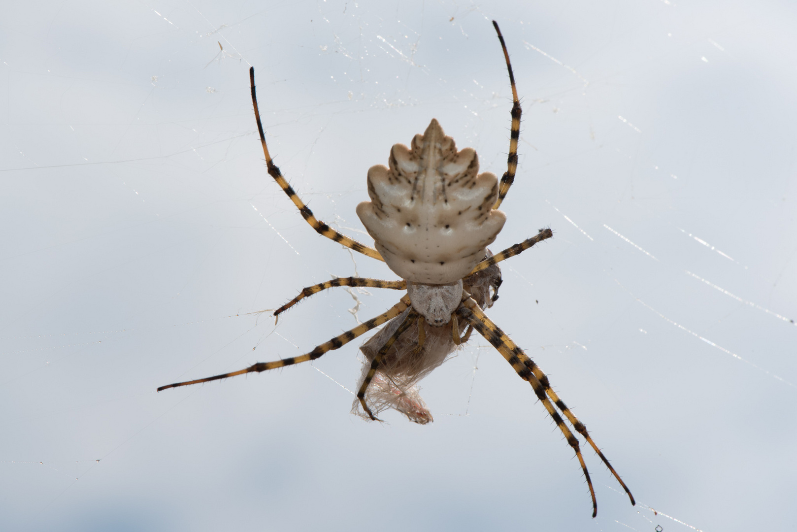 Argiope lobata Pallas mit Beute