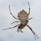 Argiope lobata Pallas mit Beute