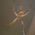 Argiope lobée (Argiopa lobata)