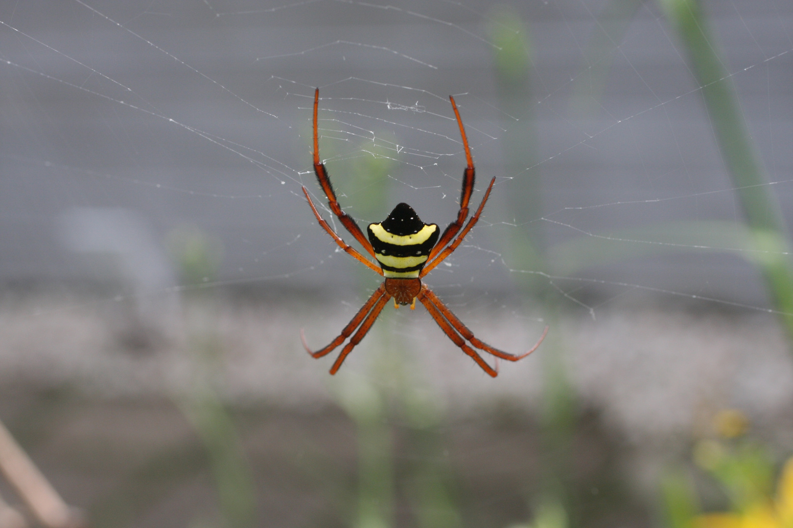 Argiope reinwardti