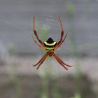 Argiope reinwardti