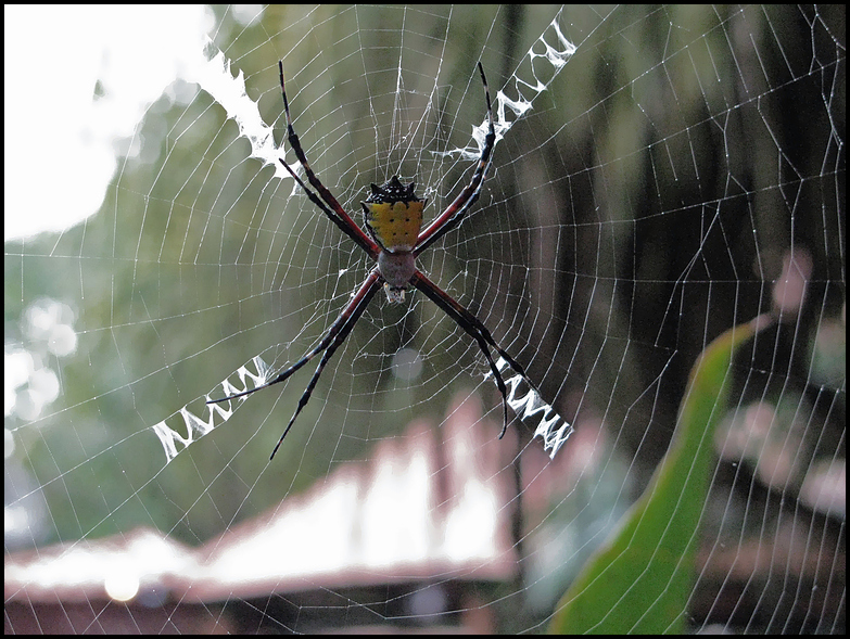 Argiope savignyi