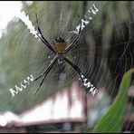 Argiope savignyi