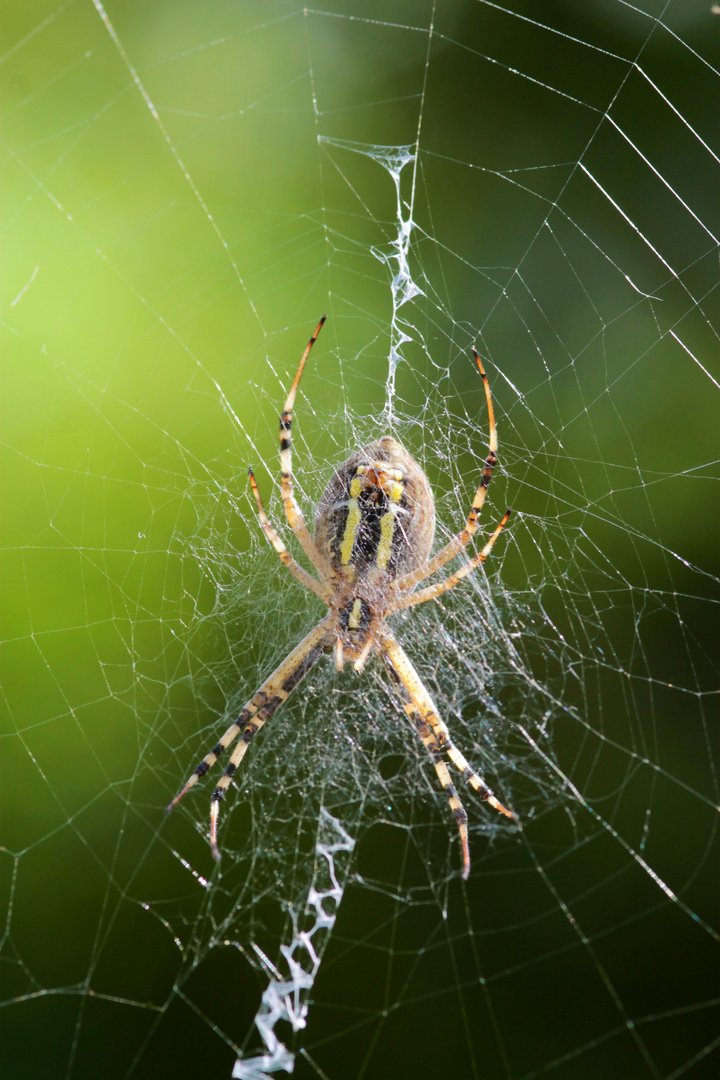 Argiope @stephanetsch