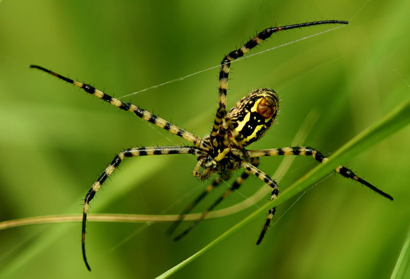 Argiope trifasciata