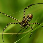 Argiope trifasciata