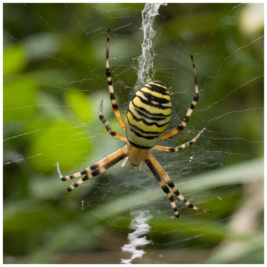 Argiope_16