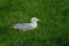 Arglistige Silbermöwe lauert in unverfänglicher Pose auf Touristen am Deich von Neuharlingersiel