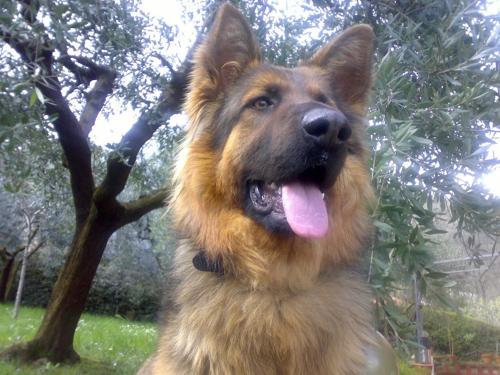 Argo ...Il mio cane