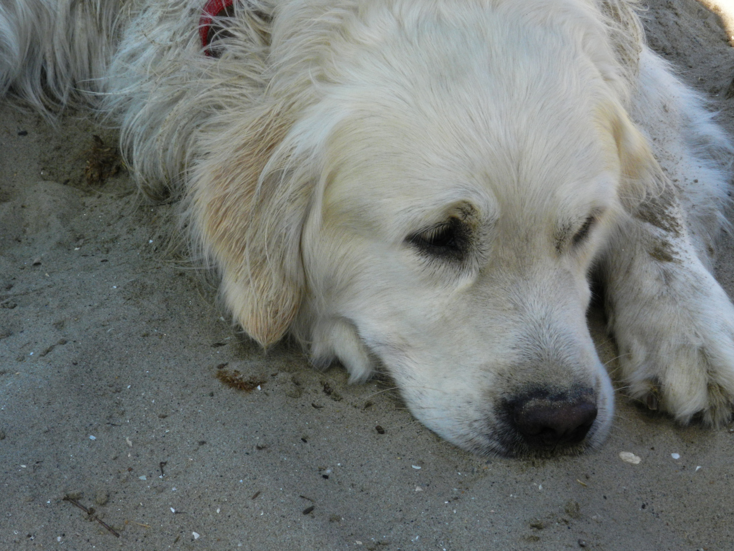 Argo in Spiaggia