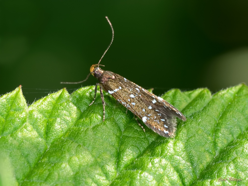 Argolamprotes micella