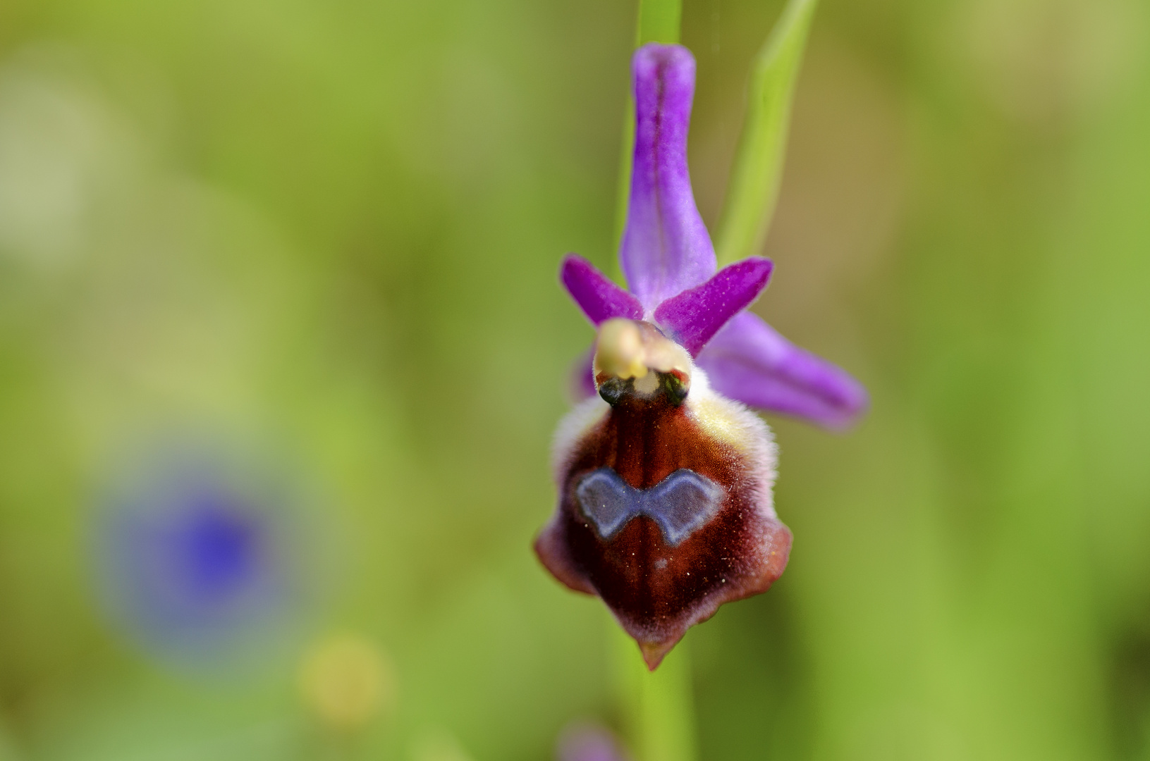 Argolische Ragwurz (Ophrys argolica)