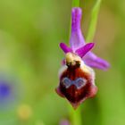 Argolische Ragwurz (Ophrys argolica)