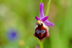 Argolische Ragwurz (Ophrys argolica)