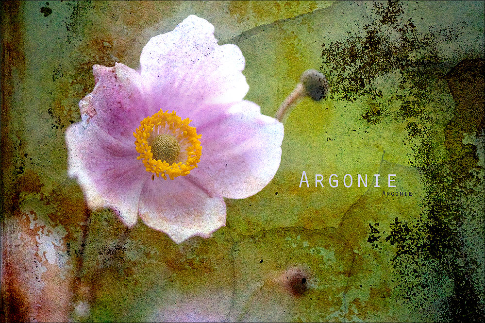 Argonie