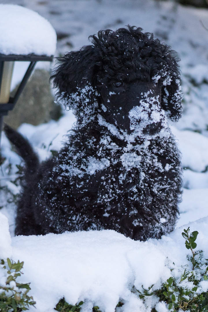 Argos genießt den ersten Schnee!