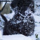 Argos genießt den ersten Schnee!