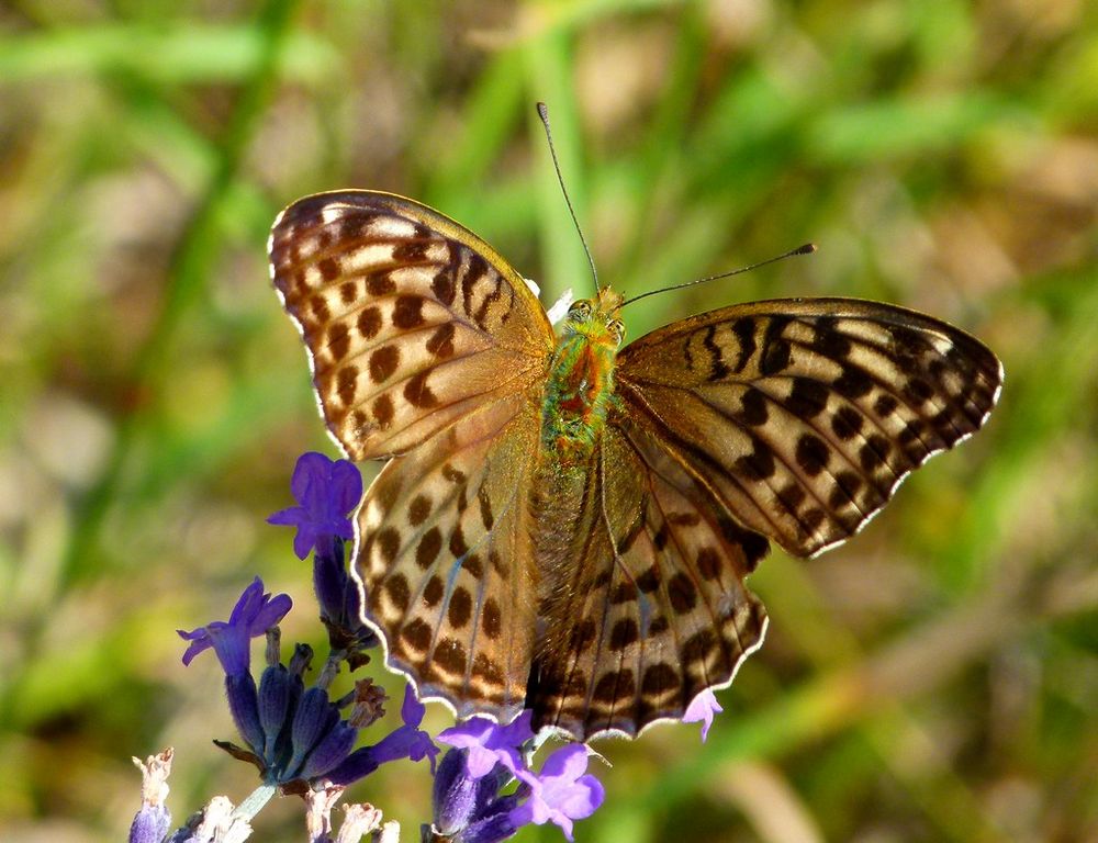 *argunnis paphia*