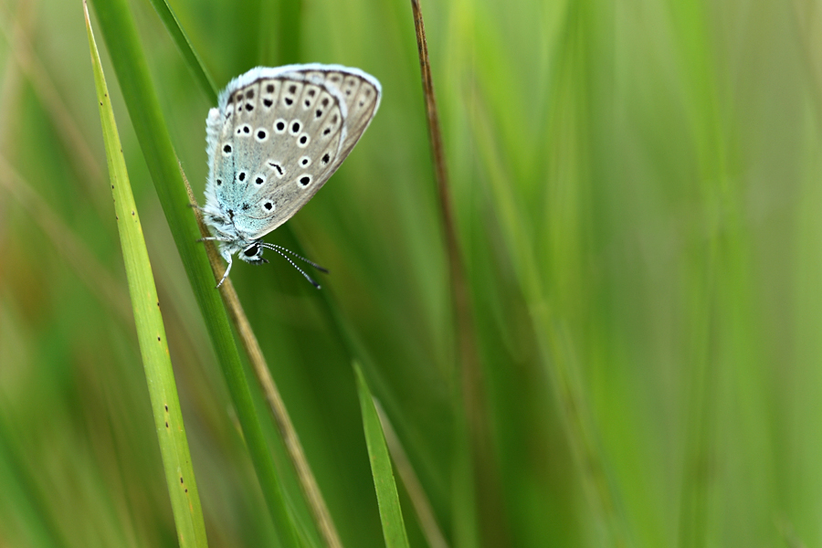 argus a l'abri dans les hautes herbes