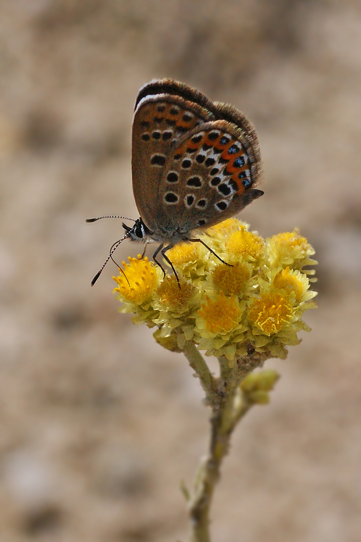 Argus-Bläuling-Dame an Sandstrohblume saugend.