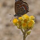 Argus-Bläuling-Dame an Sandstrohblume saugend.