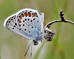 Argus-Bläuling (Plebeius argus)