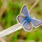 Argus-Bläuling (Plebejus argus)